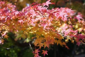 最上山公園の紅葉